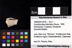 Foto (Objket + Etiketten) von Goniodromites bidentatus (Reuss, 1858) 